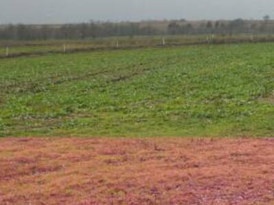 We have acres of organic mustard greens